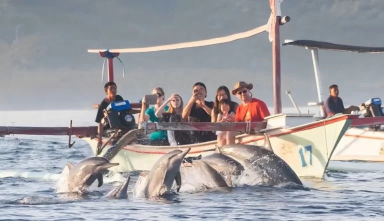 Keajaiban Lumba-Lumba di Teluk Kiluan Lampung